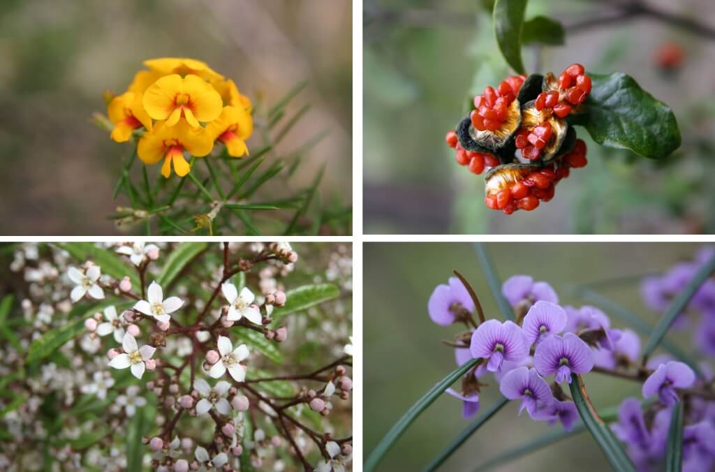 Image of four flowers: Prickly Pea, Sandfly Zieria, Rusty Pods and Yellow Pittosporu,