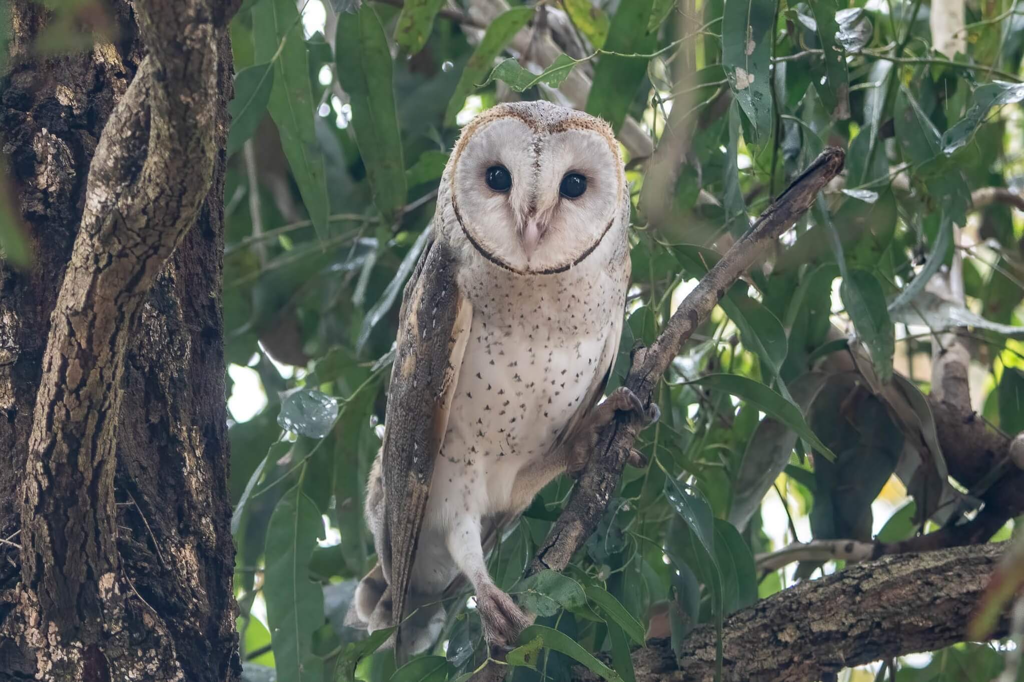 A white and grey-spotted Barn Owl perched on a leafy branch