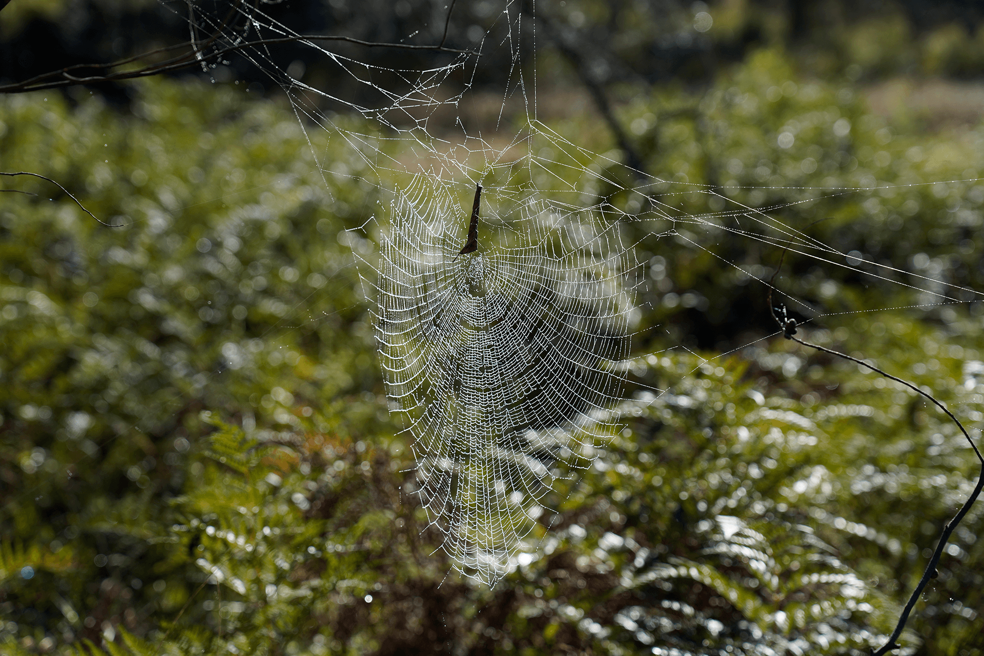 A curled leaf suspended on orb-shaped spider web, which is suspended between branches amongst vegetation.