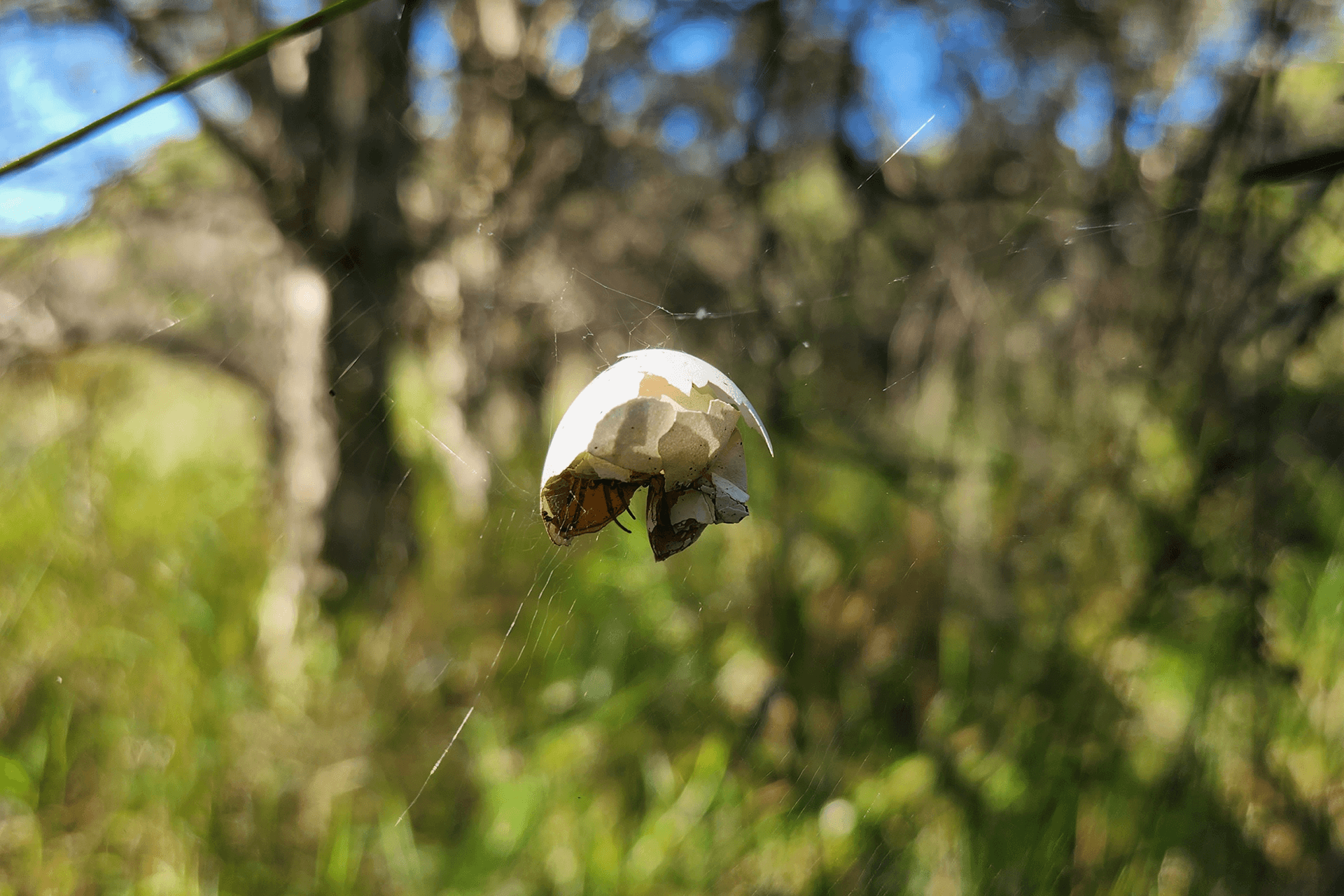 A broken eggshell with black spider legs visible, suspended on spider web.