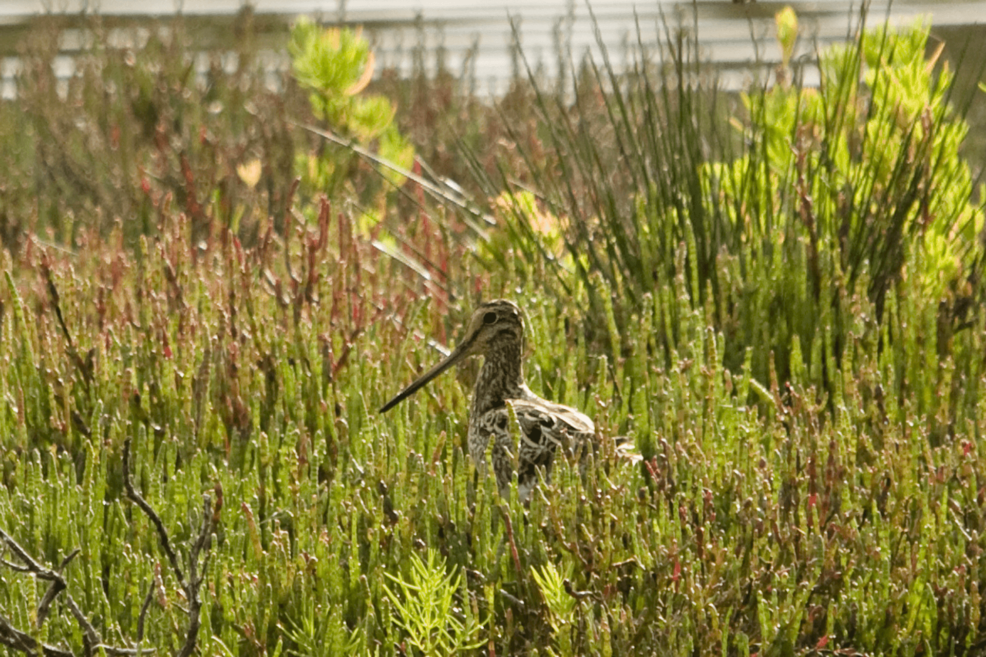 A Latham's Snipe amongst dense wetland vegetation. Its long bill and brown-and-white head is visible.