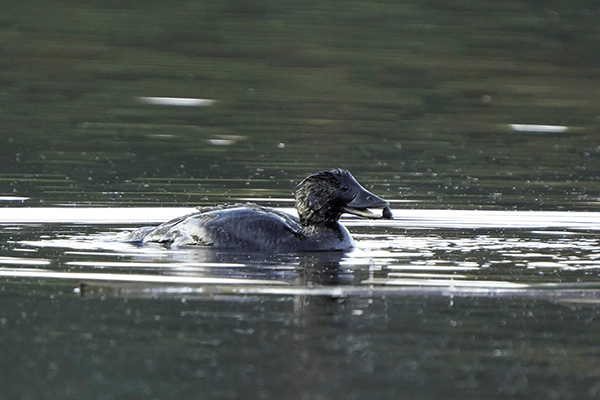 Brown-coloured Musk Dusk wading in water holding small item between beak.