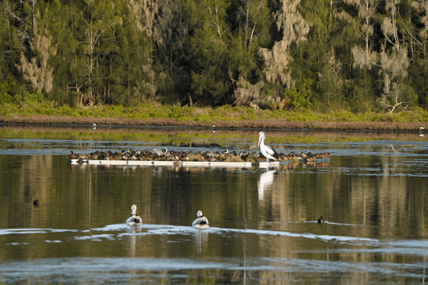 8 square metre artificial roost floating on water, with various birds