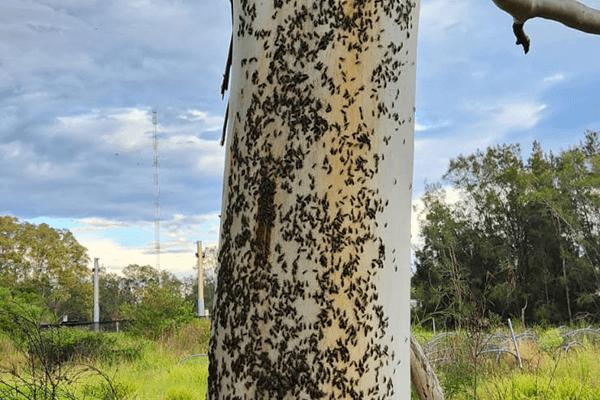 Swarm of dark coloured beetles on pale truck of eucalypt tree.