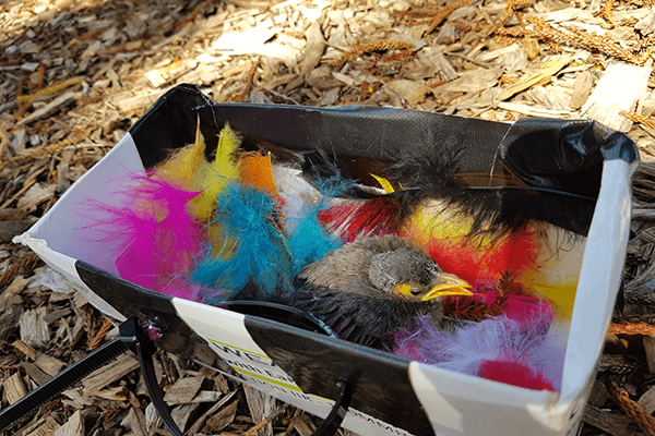 Rescuing a Noisy Miner chick | Sydney Olympic Park