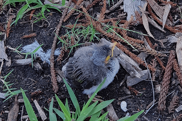 Rescuing a Noisy Miner chick | Sydney Olympic Park