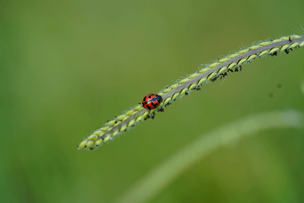 A red and black patterned Transverse Ladybird on a grass seed head.