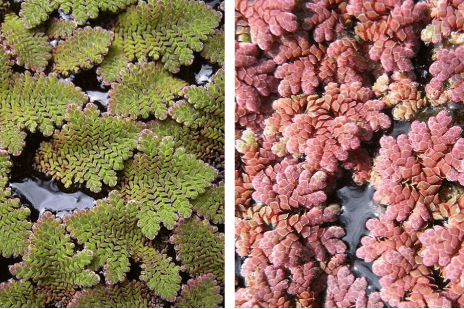 Two photos. Left: green Azolla fronds on water surface. Right: purple Azolla fronds on water surface.