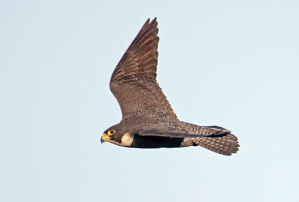 A yellow-beaked grey-plumed Peregrine Falcon in flight