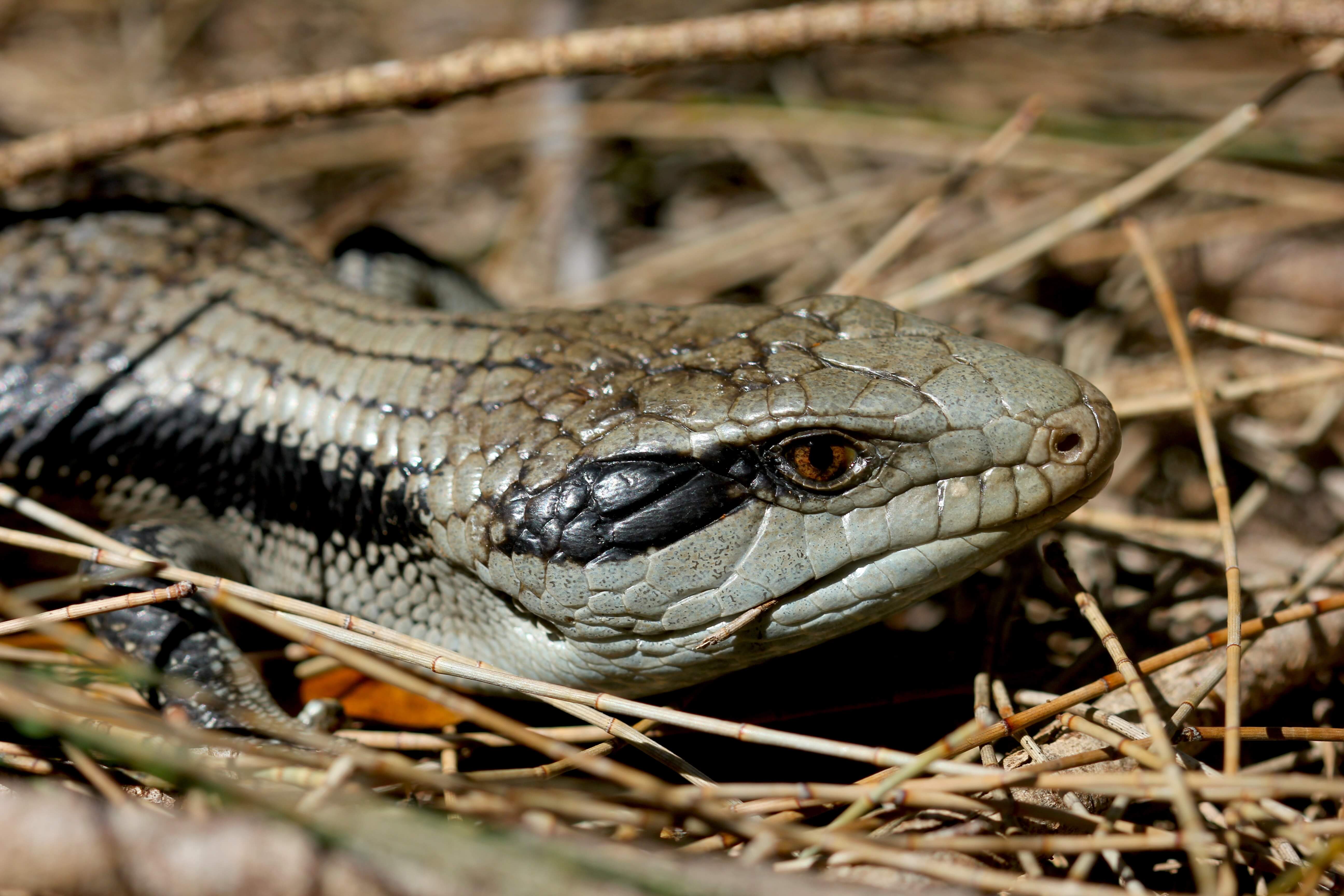 Close-up on grey and brown head of Eastern Bluetongue lizard on ground