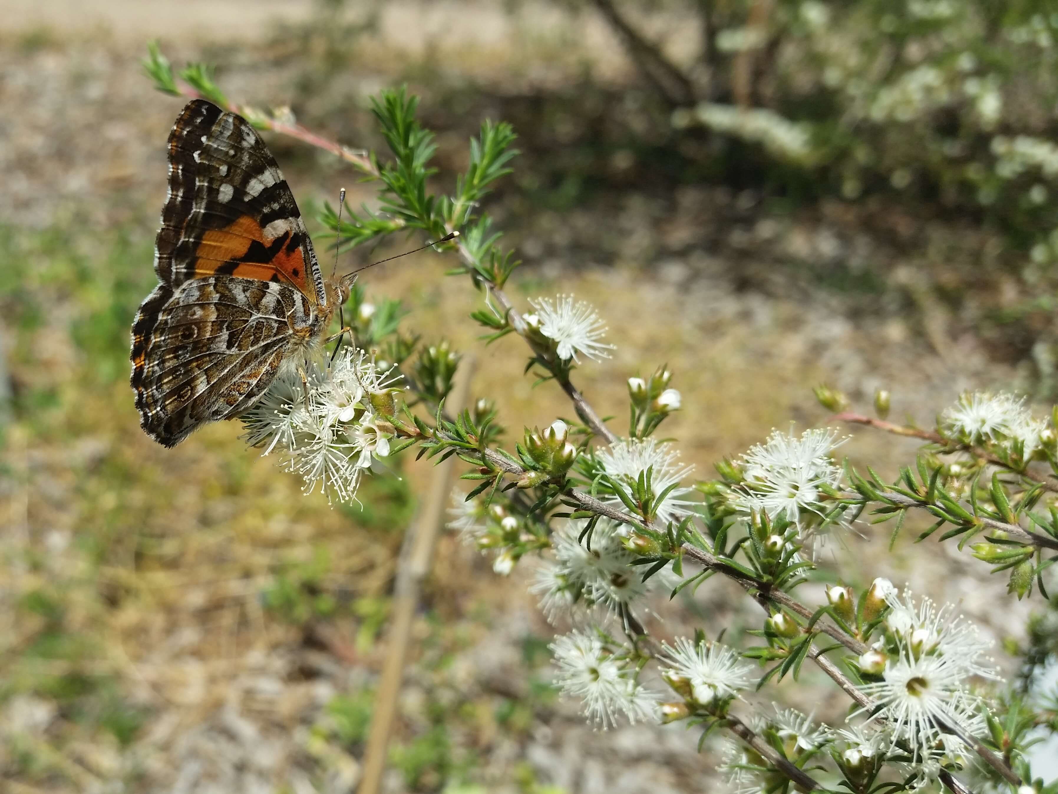 An orange, black and white patterned Australian Painted Lady butterfly perched on white blooms of Kunzea bush