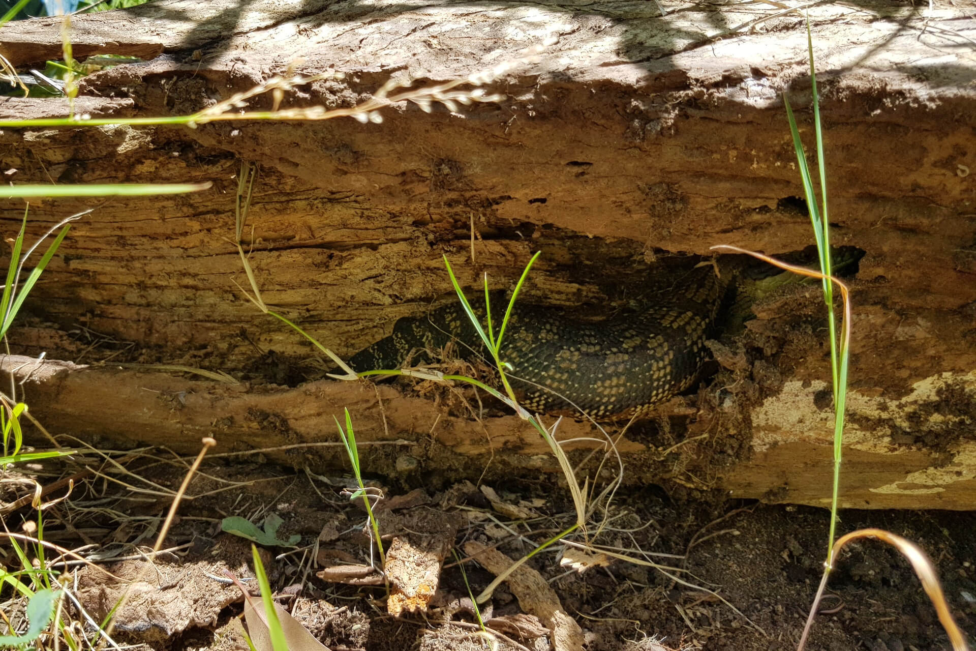 A brown patterned Eastern Blue-tongue lizard inside the opening of a log on the ground.