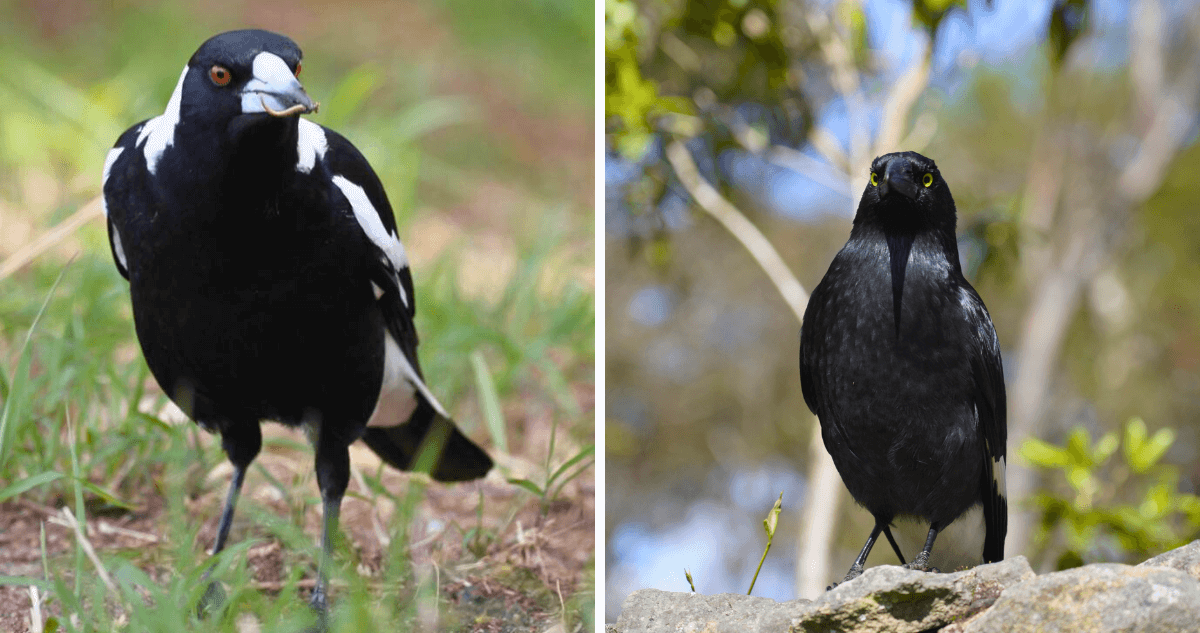 Australian Magpie vs Pied Currawong