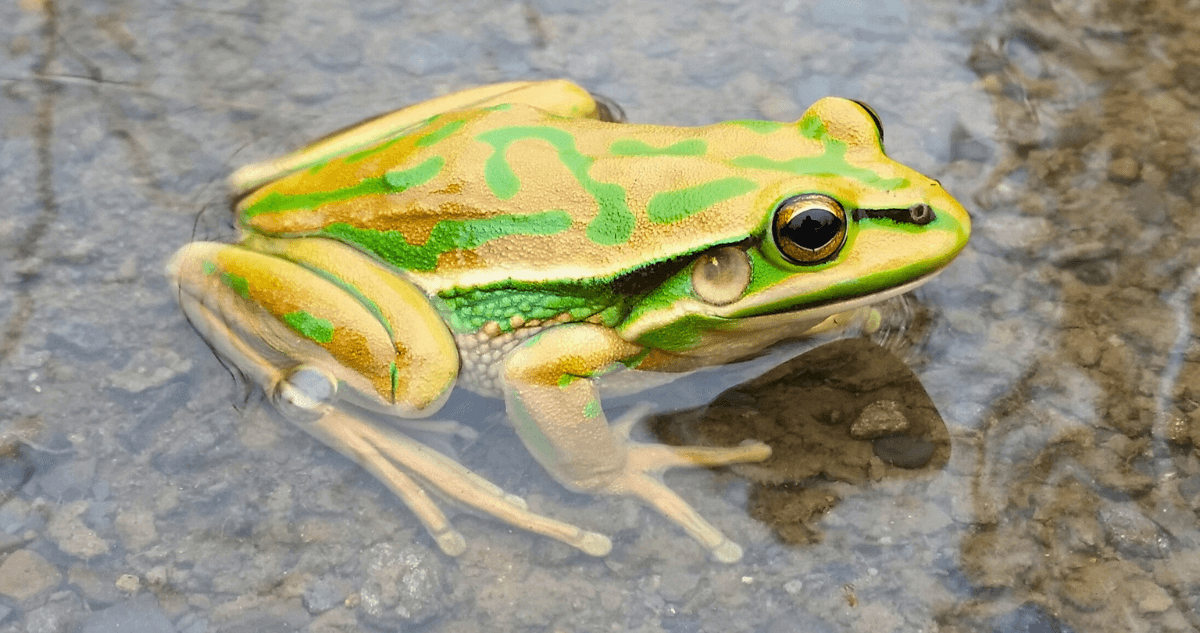 Environmental Trust grant improves real estate for frogs
