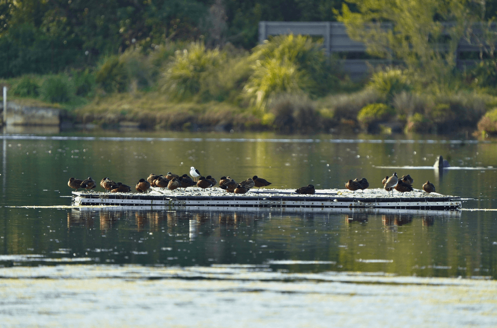 New island for the Waterbird Refuge