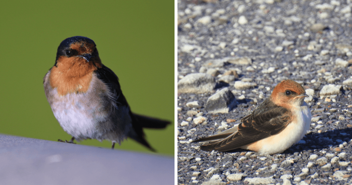 Welcome Swallows vs Fairy Martins