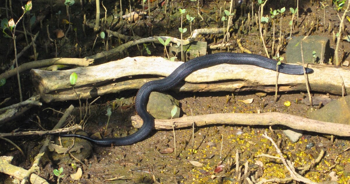 Red-bellied Black Snake in the intertidal wetlands of Sydney Olympic Park. 