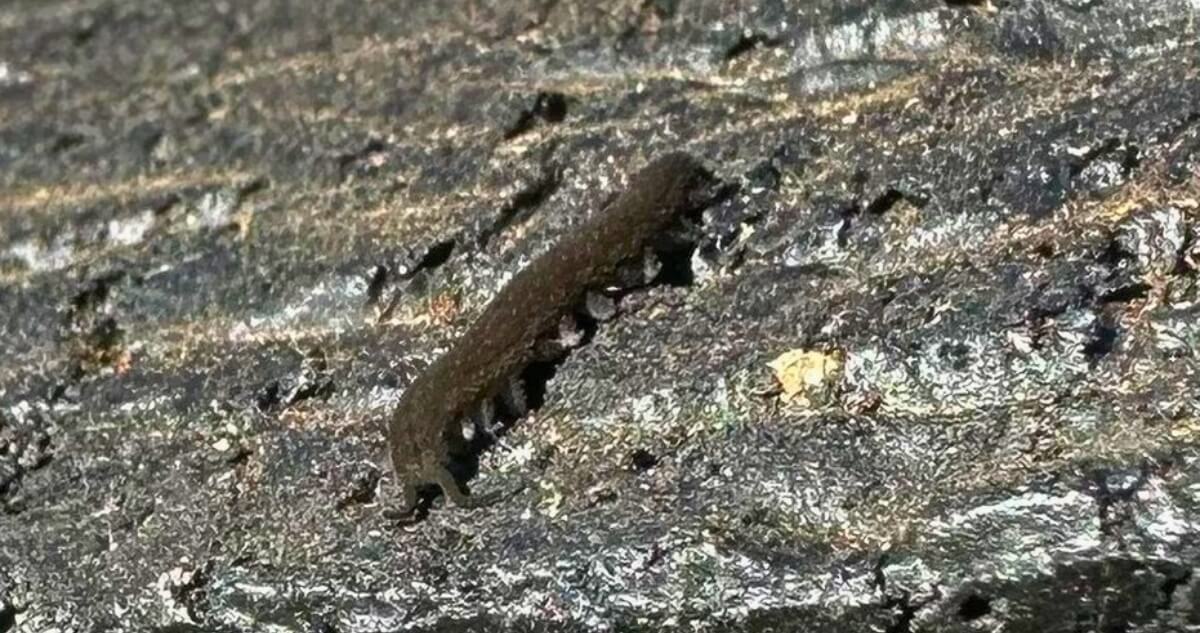 A velvet worm found in the Brickpit © Anthony Waddle of Macquarie University