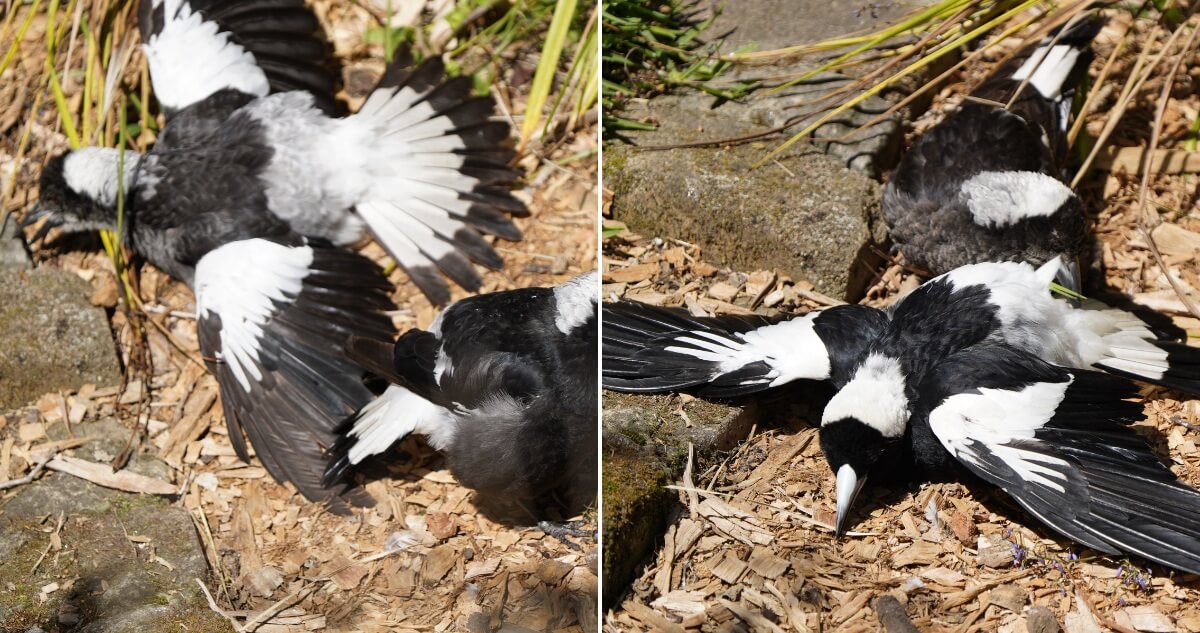 Australian Magpies laying on the ground sunbathing