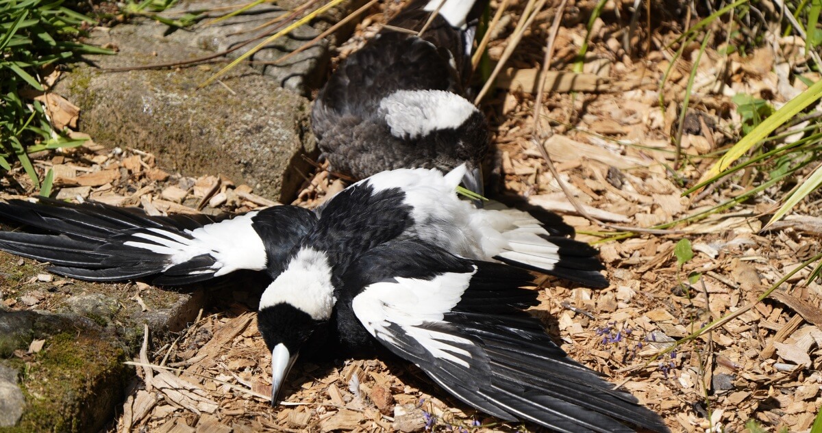 Australian Magpies laying on the ground sunbathing