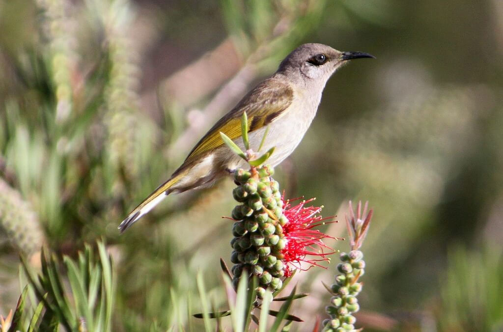 Brown Honeyeater