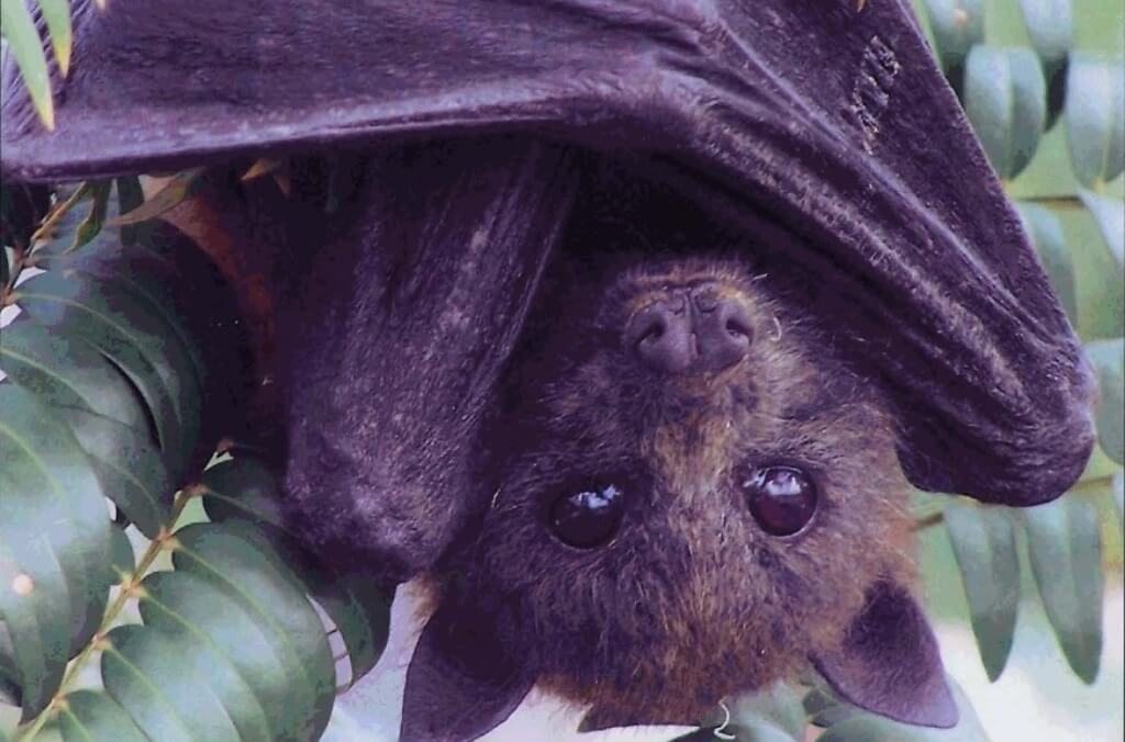 Grey Headed Flying Foxx