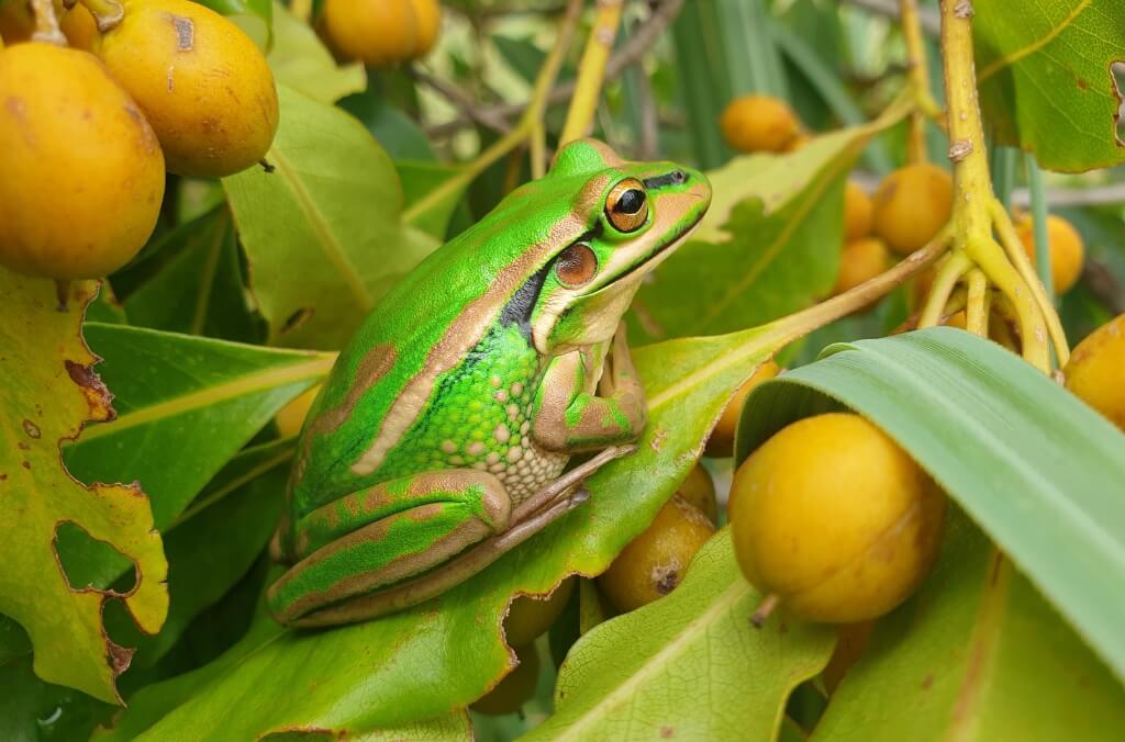 The Green and Golden Bell Frog population at Sydney Olympic Park is a key population, important to the species survival (c) Phillip Orr