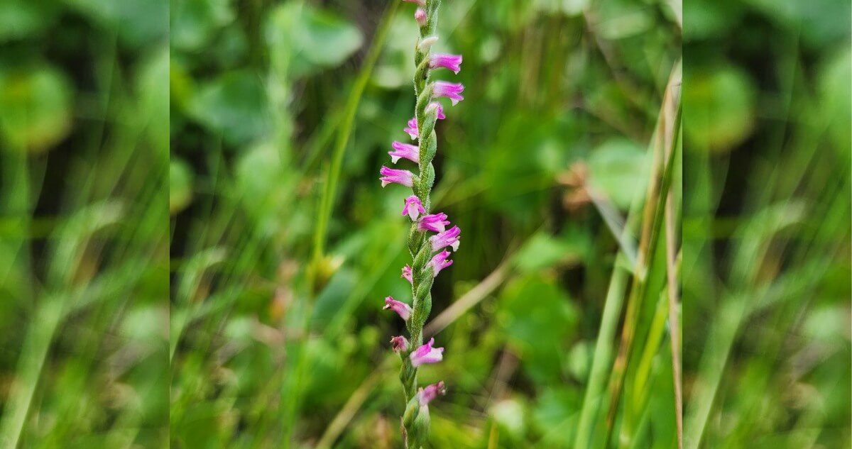 Austral Ladies Tresses 