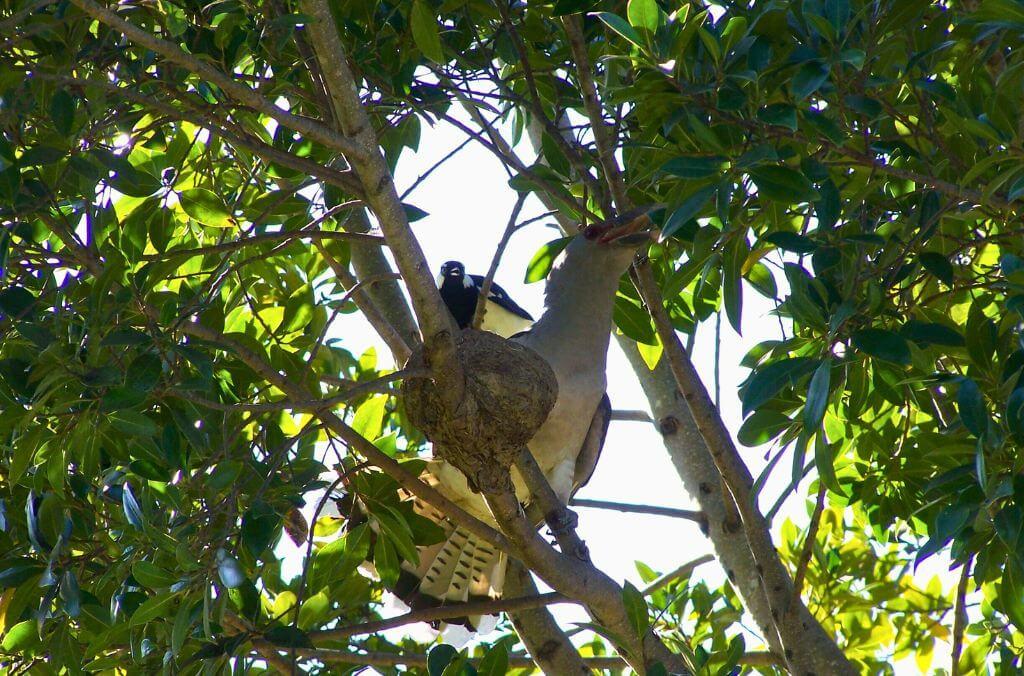 Image of birds in a tree