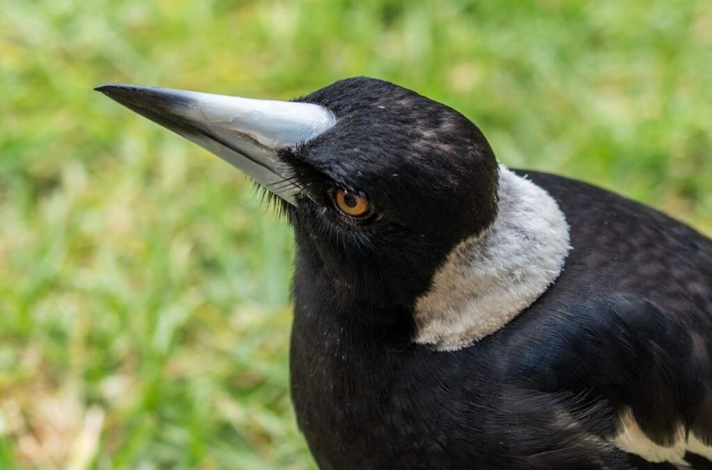 Image of Australian Magpie 