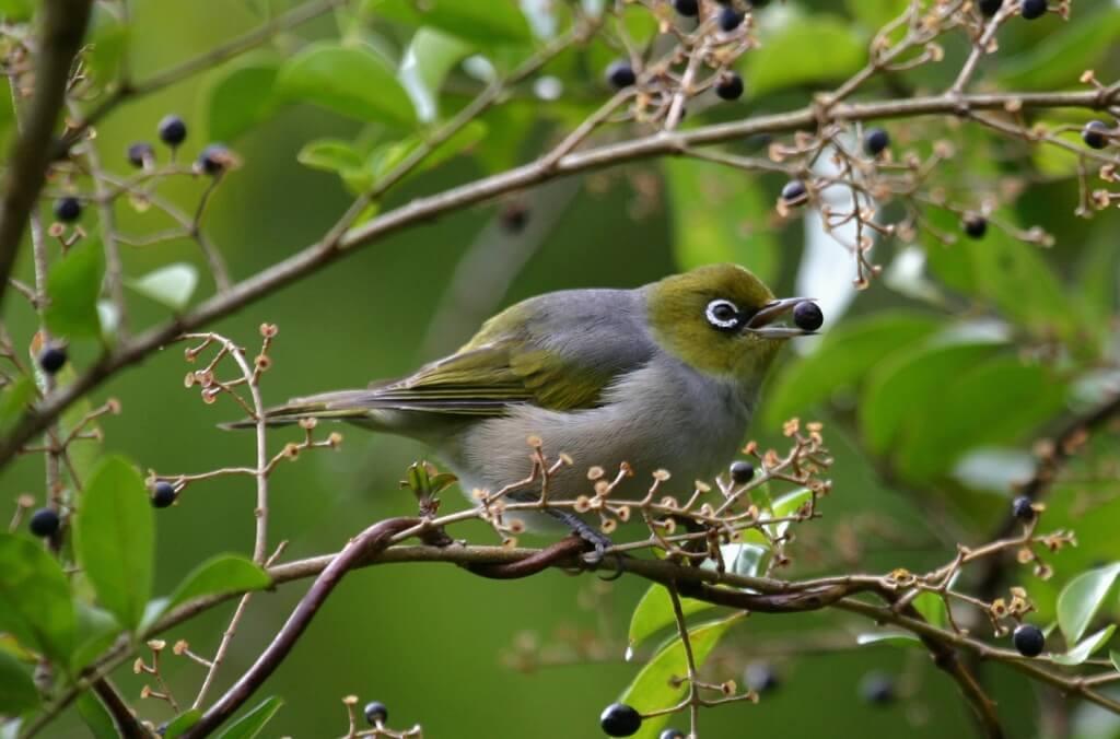 Image of Silvereye bird in a tree