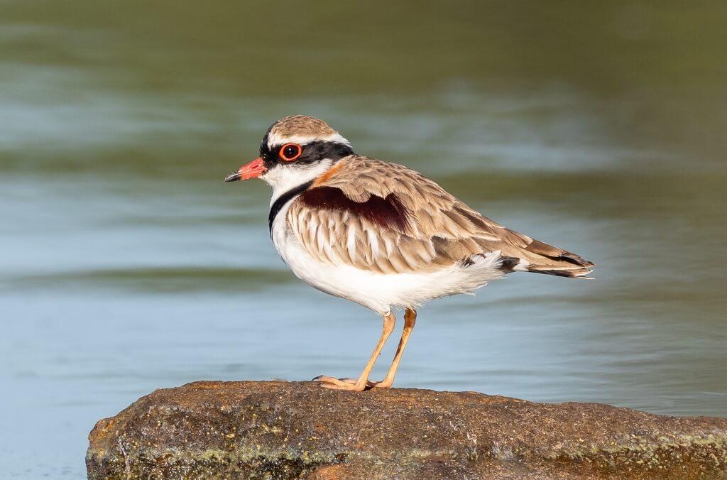 Image of Black-fronted Dotterel bird