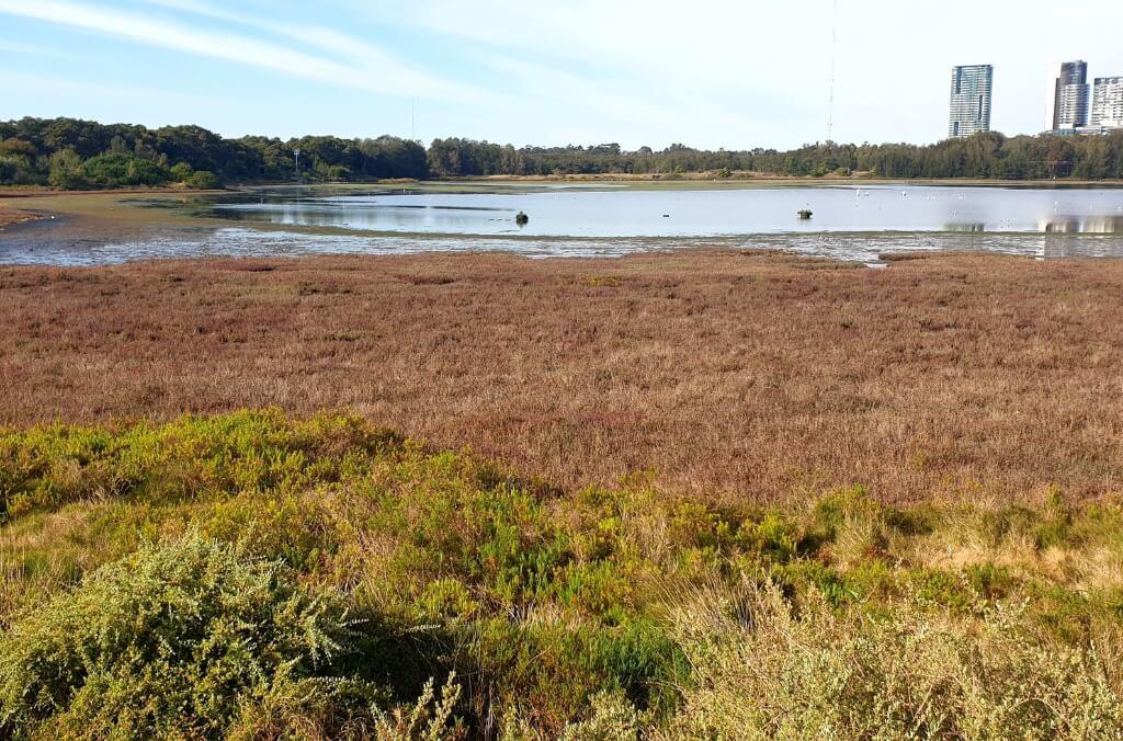 Image of water bird refuge at Sydney Olympic Park 