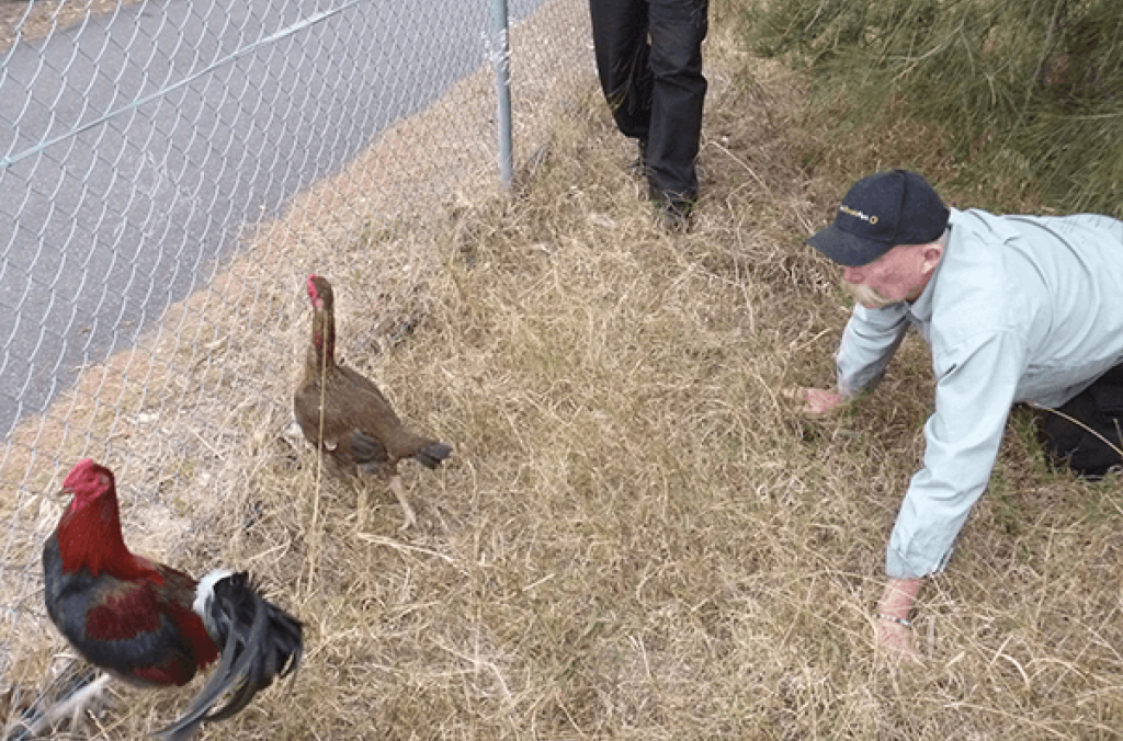 Two Park rangers approaching two stray fowl on grass