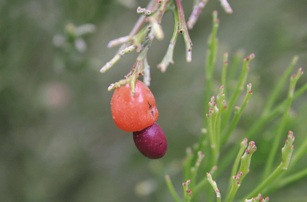 Close-up of Cherry Ballart pink stem and purple seed.