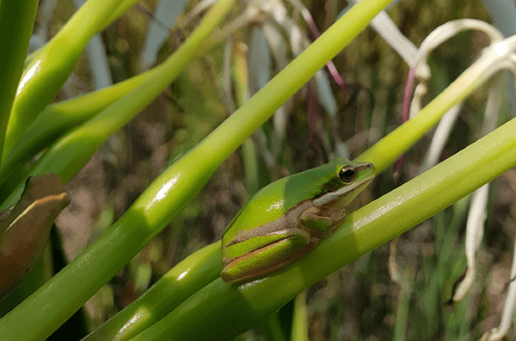 A Green and Golden Bell Frog on a green plant stalk.