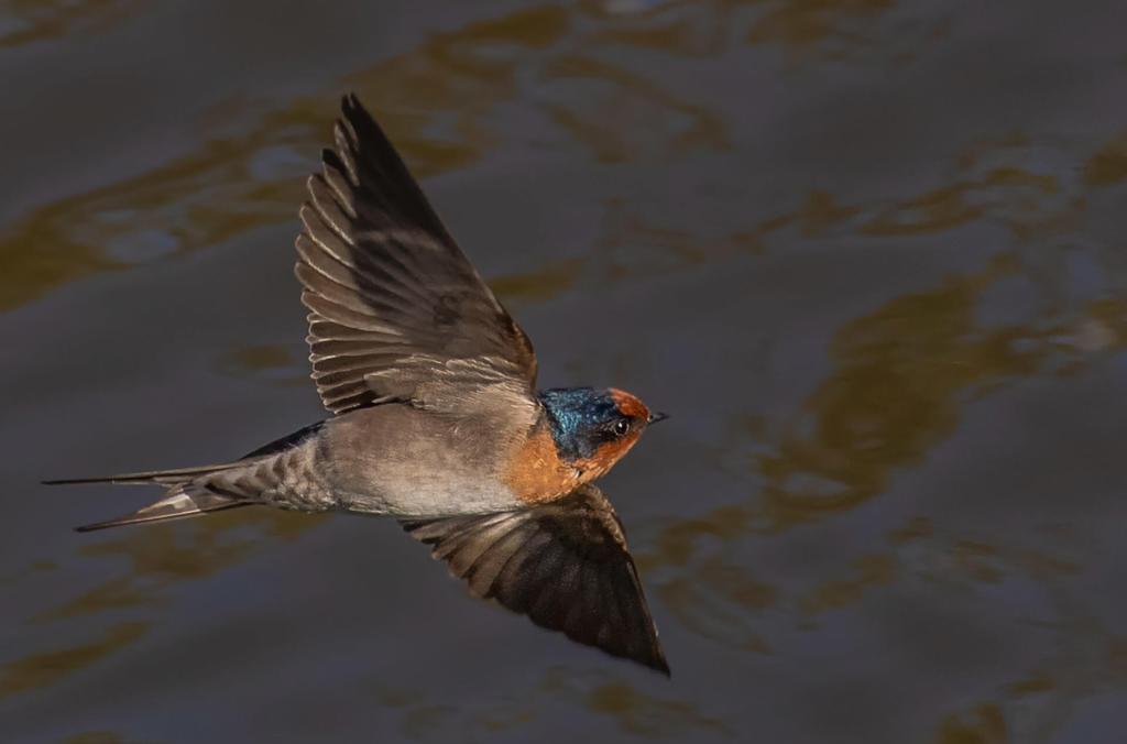 A Welcome Swallow with metallic blue and rust-coloured head visible, in flight over water.