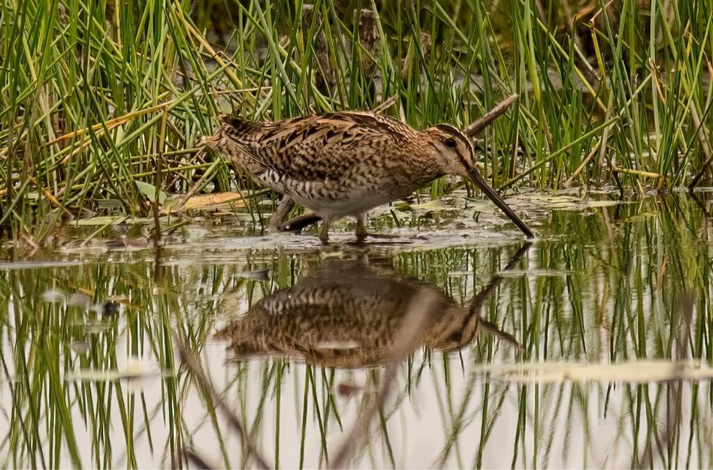 Latham’s Snipe © Geoff Hutchinson