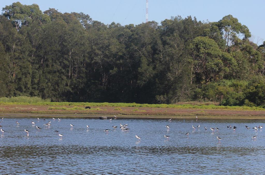 Where do waterbirds go at night?